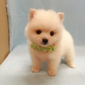 Alternative view of ポメラニアン