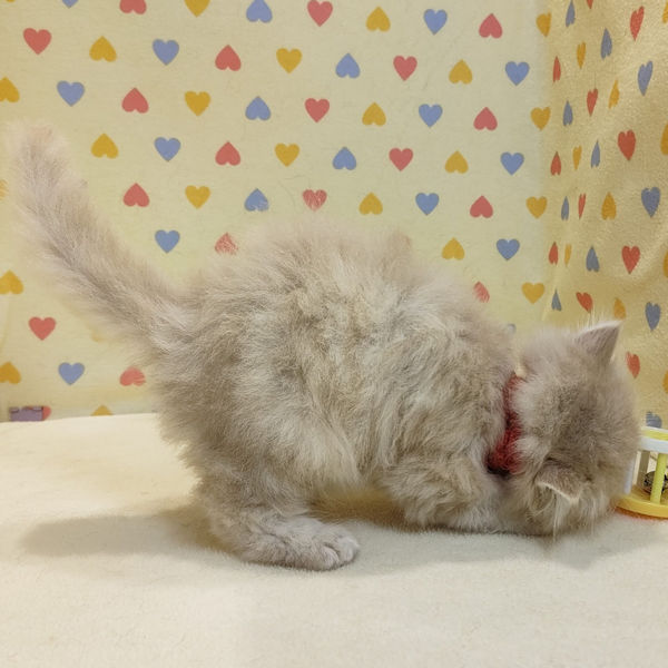 ミヌエット - 画像 (4)