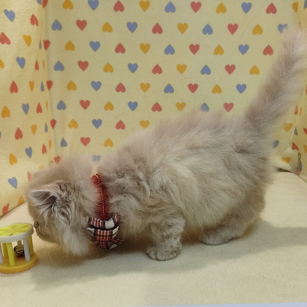 ミヌエット - 画像 (5)