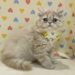 Alternative view of ミヌエット