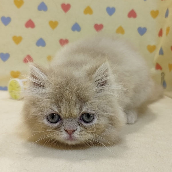 ミヌエット - 画像 (3)