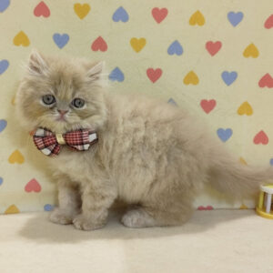 Alternative view of ミヌエット