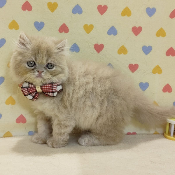 ミヌエット - 画像 (2)