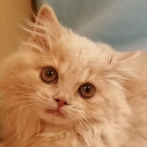 ミヌエット