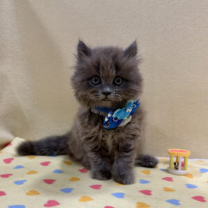 Alternative view of ミヌエット