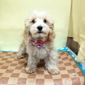 Alternative view of ミックス犬