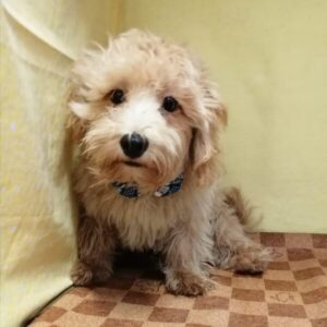 Alternative view of ミックス犬