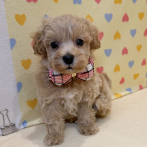 Alternative view of ミックス犬