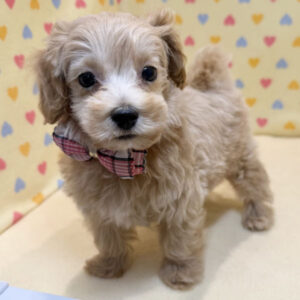 Alternative view of ミックス犬