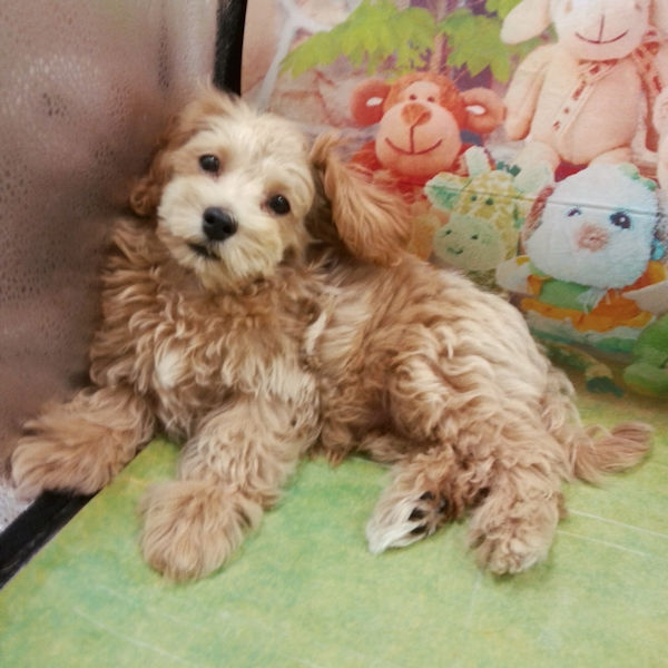 ミックス犬 - 画像 (4)
