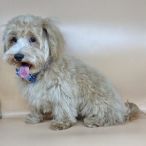 Alternative view of ミックス犬