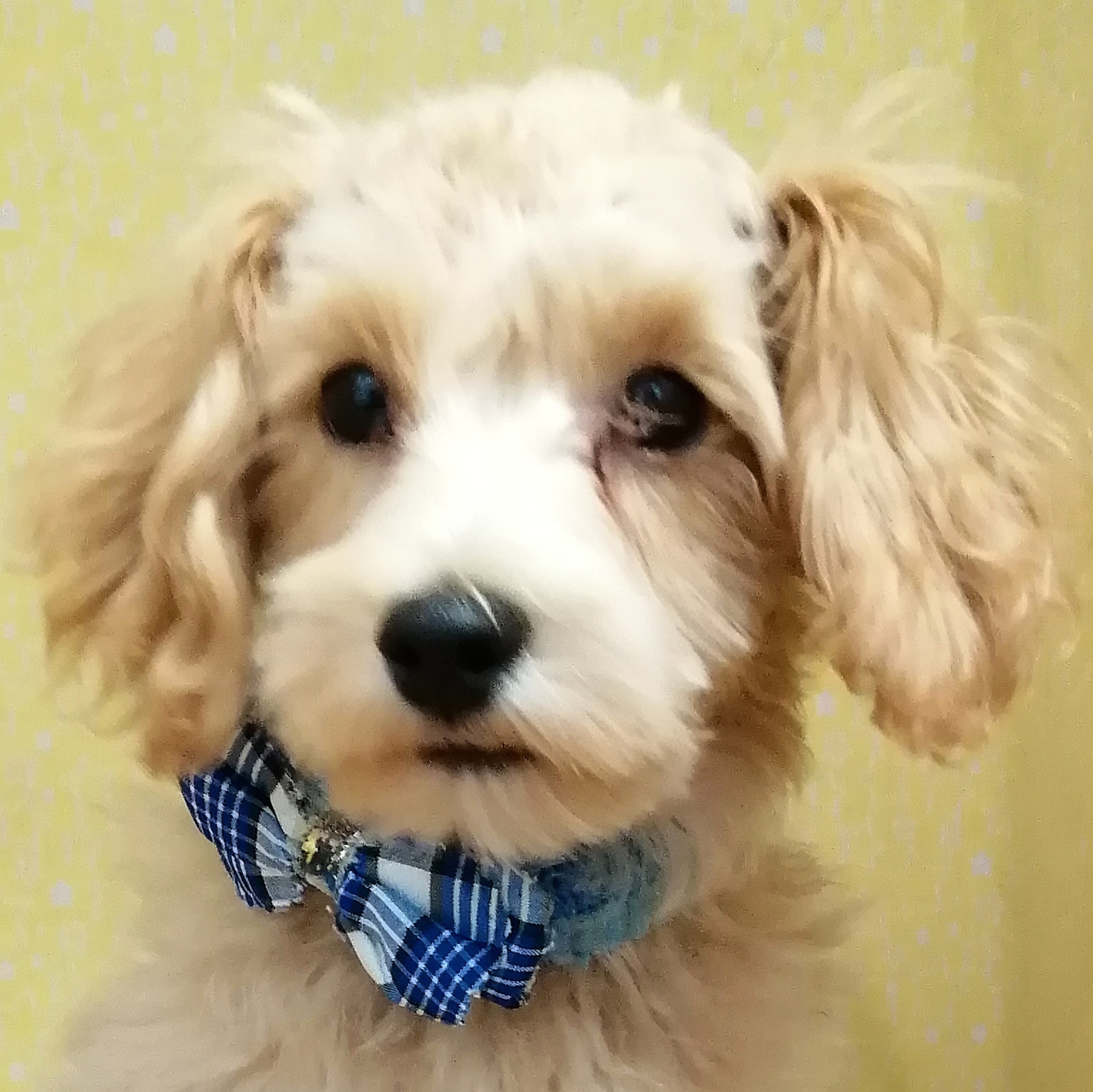 ミックス犬