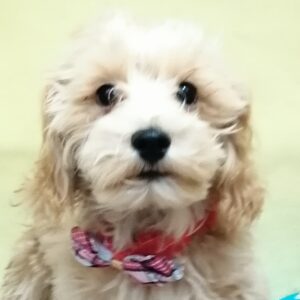 ミックス犬