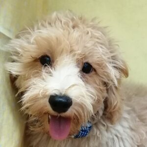 ミックス犬