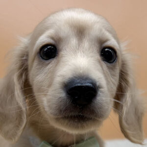 ミニチュア・ダックスフンド(ロングヘアード)