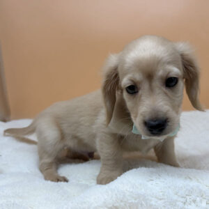 Alternative view of ミニチュア・ダックスフンド(ロングヘアード)