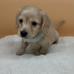 Alternative view of ミニチュア・ダックスフンド(ロングヘアード)