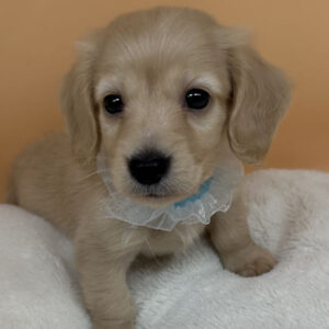 ミニチュア・ダックスフンド(ロングヘアード)