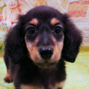 ミニチュア・ダックスフンド(ロングヘアード)