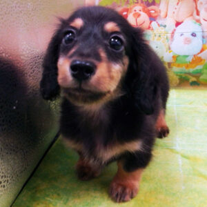 Alternative view of ミニチュア・ダックスフンド(ロングヘアード)