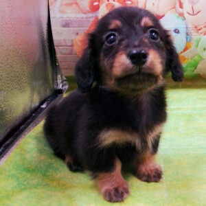 Alternative view of ミニチュア・ダックスフンド(ロングヘアード)