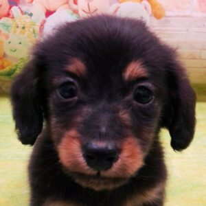 ミニチュア・ダックスフンド(ロングヘアード)