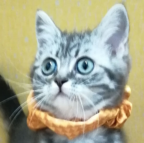スコティッシュ・フォールド