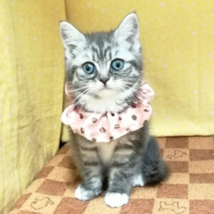 Alternative view of スコティッシュ・フォールド