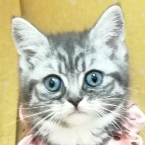 スコティッシュ・フォールド