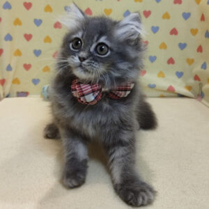 Alternative view of ラガマフィン