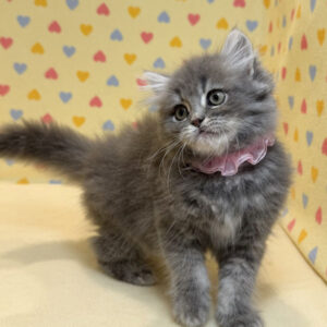 Alternative view of ラガマフィン