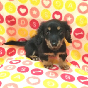 Alternative view of ミニチュア・ダックスフンド(ロングヘアード)