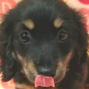 ミニチュア・ダックスフンド(ロングヘアード)