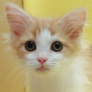 スコティッシュ・フォールド