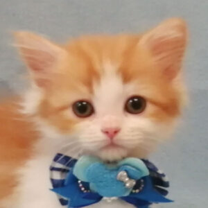 スコティッシュ・フォールド