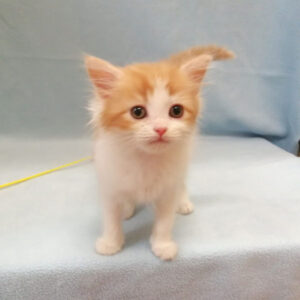 Alternative view of スコティッシュ・フォールド