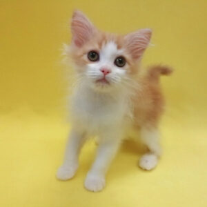 Alternative view of スコティッシュ・フォールド