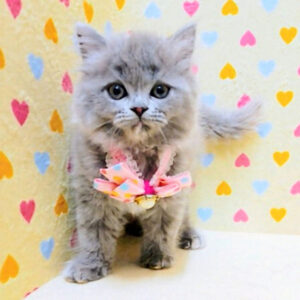 Alternative view of ミヌエット