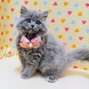 Alternative view of ミヌエット