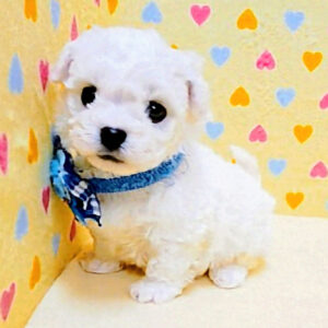 Alternative view of ビション・フリーゼ