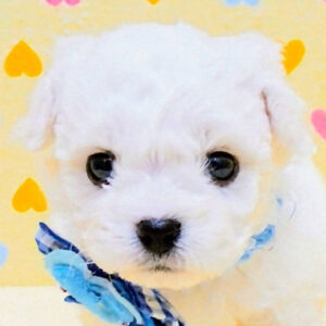 ビション・フリーゼ