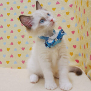 Alternative view of ラグドール