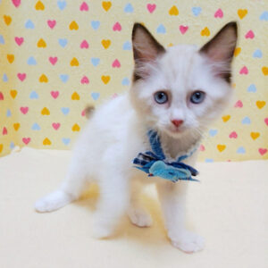 Alternative view of ラグドール