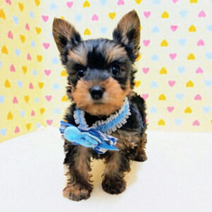 Alternative view of ヨークシャー・テリア