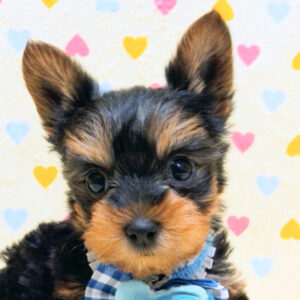 ヨークシャー・テリア