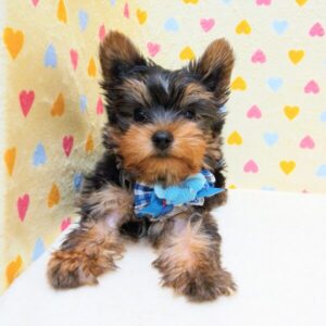 Alternative view of ヨークシャー・テリア