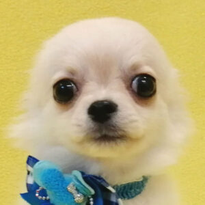 チワワ (ロングコート)