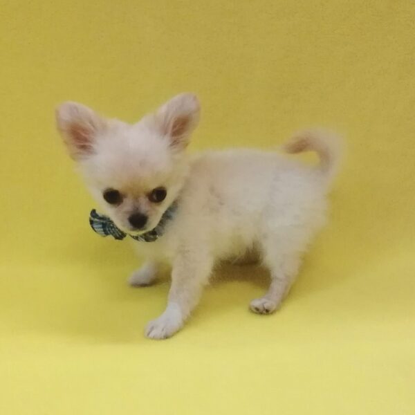 チワワ (ロングコート) - 画像 (4)