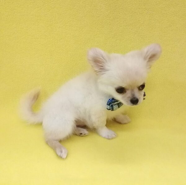 チワワ (ロングコート) - 画像 (3)