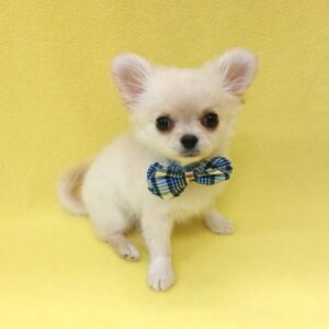 Alternative view of チワワ (ロングコート)